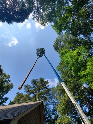 Imperial Tree Removal Service