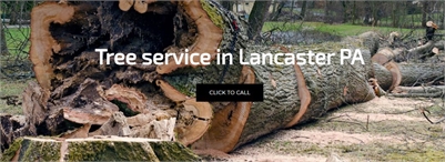 Tree Removal Lancaster