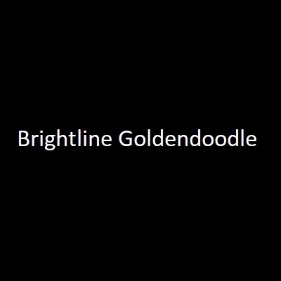 Bright Goldendoodle
