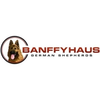 Banffy Haus German Shepherds Banffy Haus German Shepherds